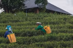 Iskustva s Nepalskim radnicima u Hrvatskoj: Ključne recenzije i dojmovi 2024